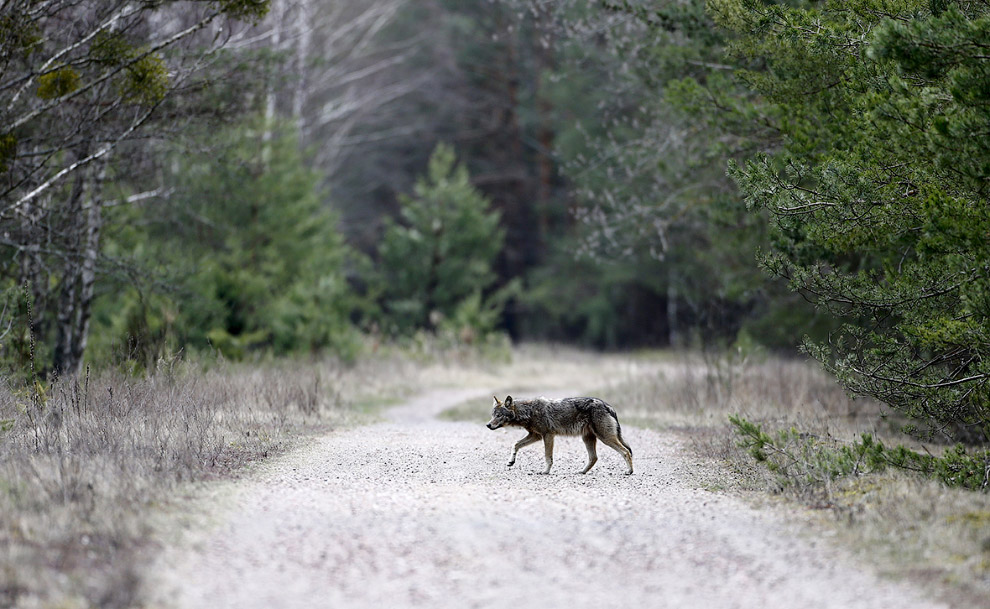 Волк внутри зоны отчуждения вокруг Чернобыльской АЭС