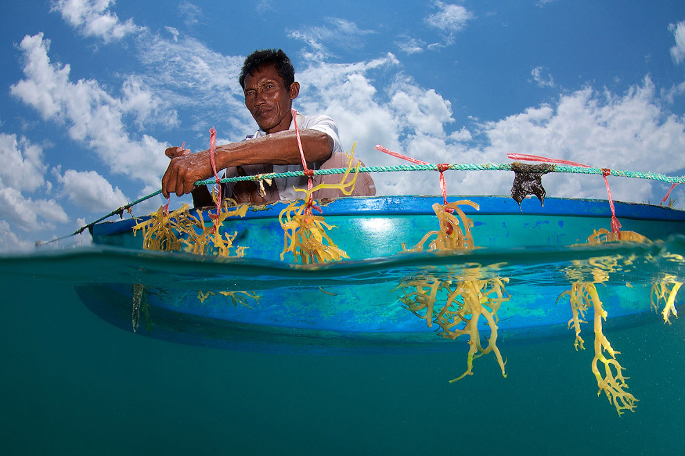 Морское сельское хозяйство и водоросли, Борнео