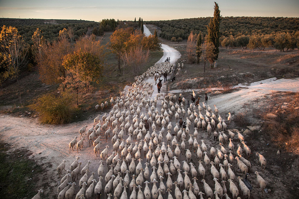 Пастух и овцы в Испании