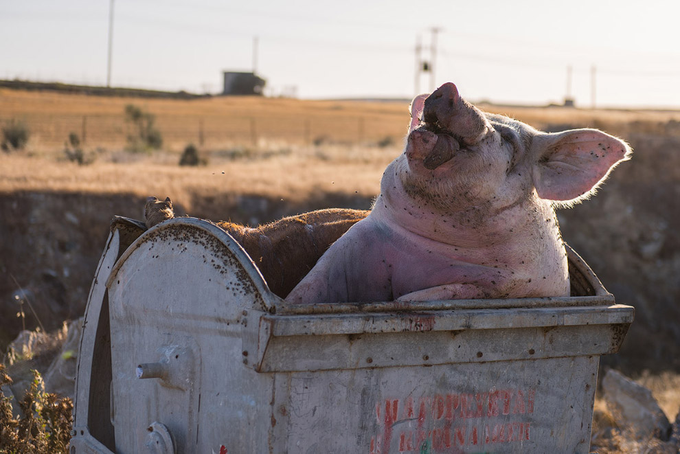 Мертвая свинья в мусорном ведре как изображение условий утилизации отходов в хозяйствах на окраине Никосии, Кипр