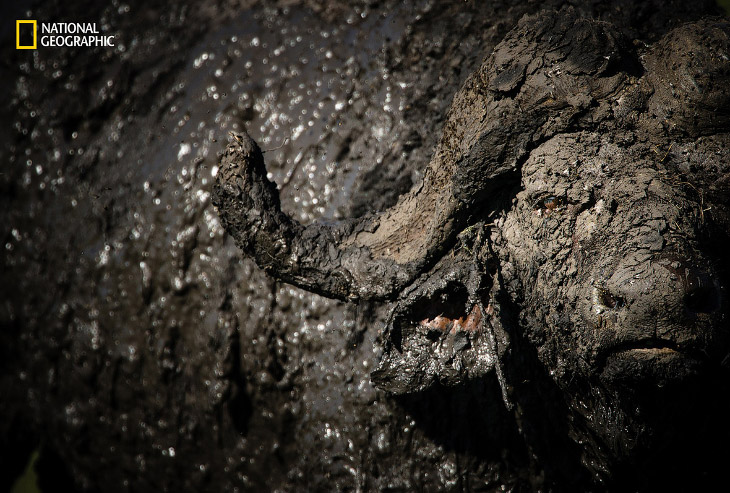Буйвол принимает грязевые ванны, Масаи-Мара, Кения