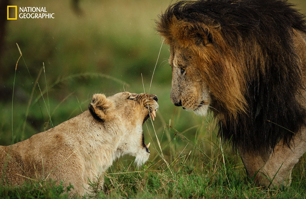 Львица прогоняет льва в Масаи-Мара, Кения