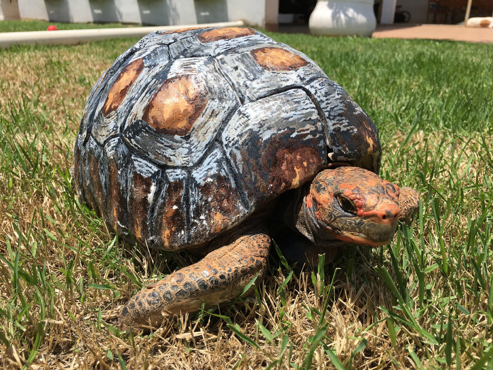В 20015 году была найдена черепаха, чей панцирь сильно пострадал при пожаре