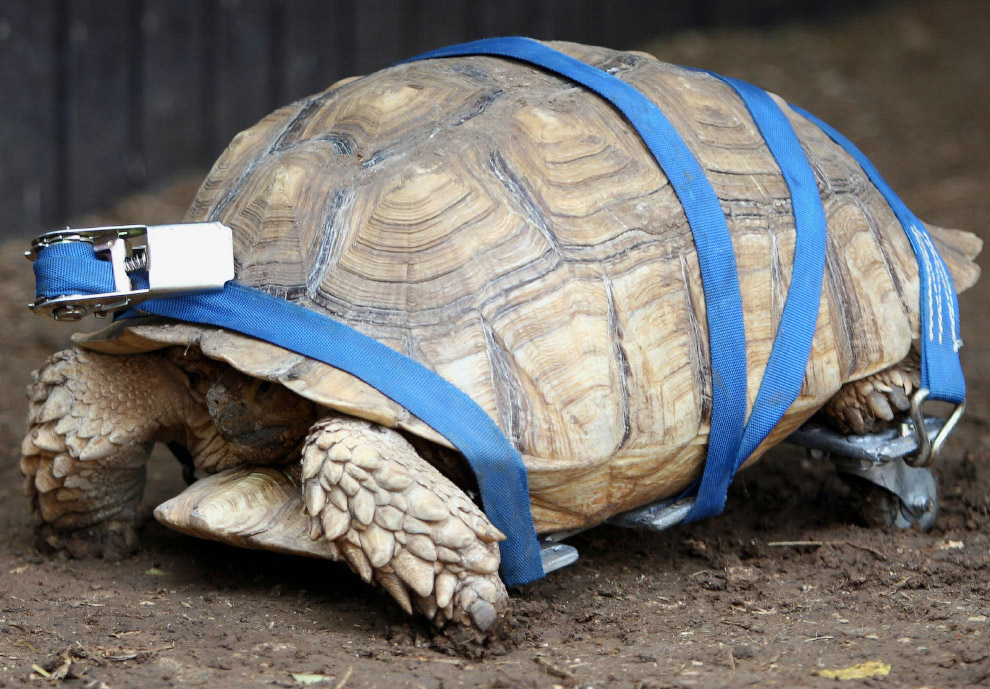 Эта 10-летняя шпороносная черепаха была неходячей с рождения
