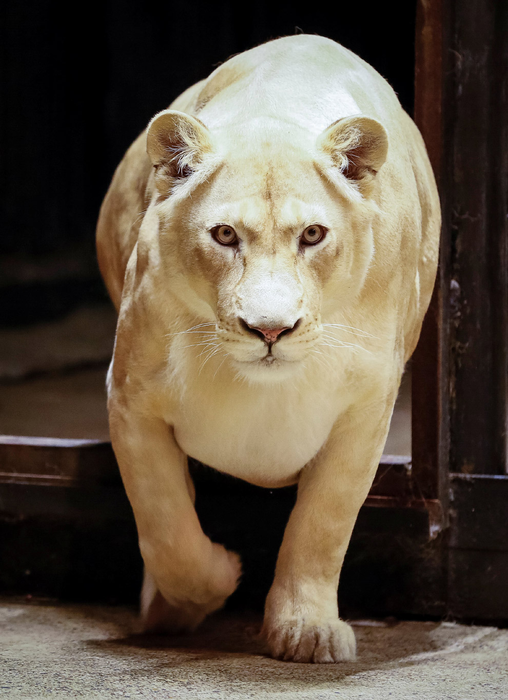 Агата, 6-летняя африканская львица в зоопарке Роев Ручей в Красноярске.