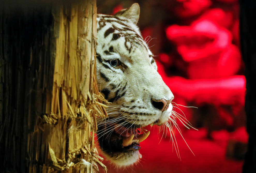 5-летний белый бенгальский тигр Хан в зоопарке Роев Ручей в Красноярске