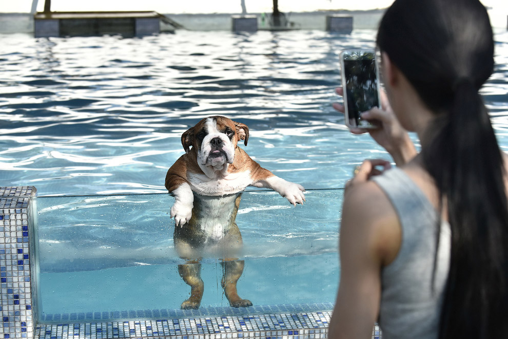 Собака в бассейне в провинции Сычуань, Китай.
