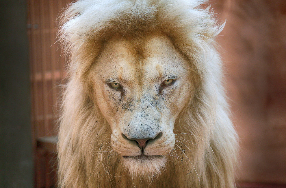 5-летний левый лев Людвиг, отец пятерых новорожденных белых львят в частном зоопарке в 50 км от Киева.