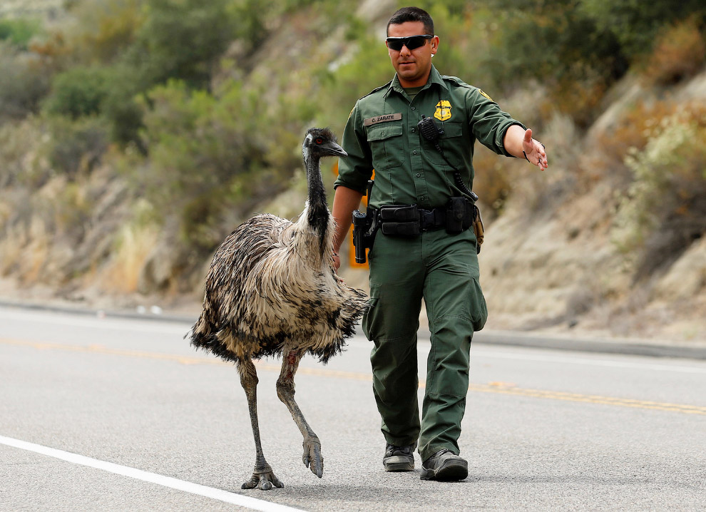 Офицер деликатно пытается прогнать эму с шоссе вблизи Потреро, Калифорния