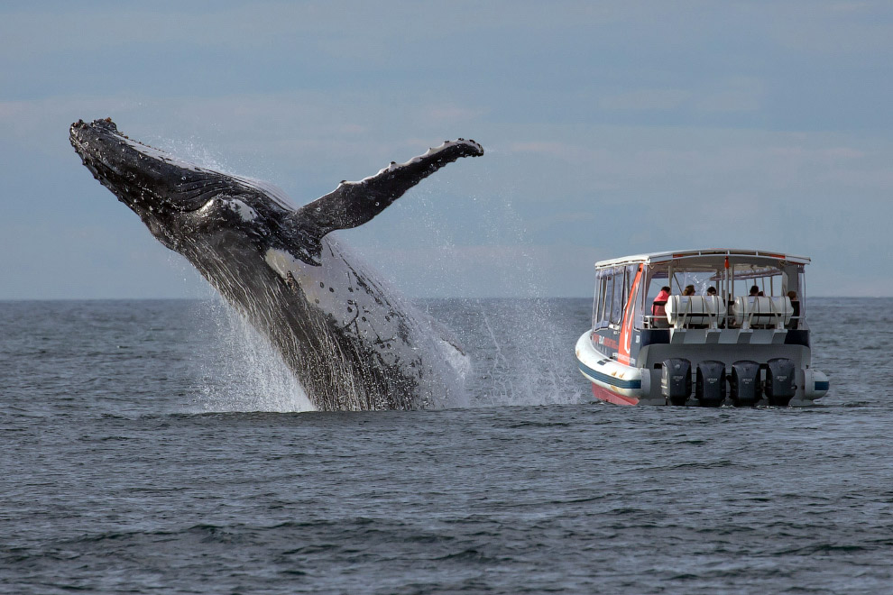 Горбатый кит у побережья Австралии
