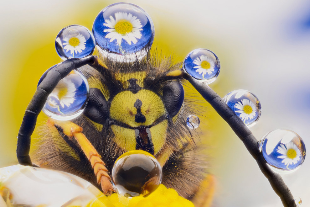 Позитивная пчела с украшениями из капель.