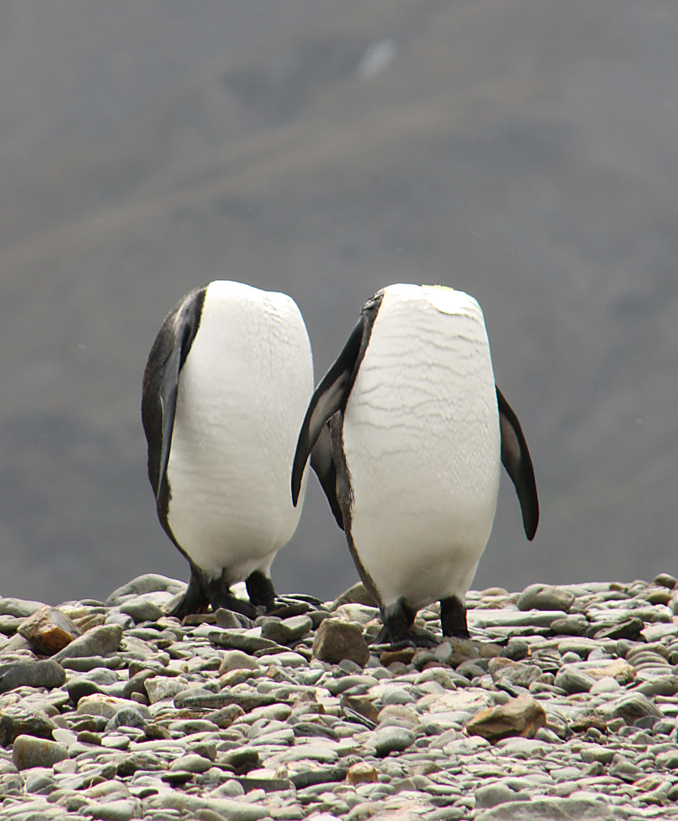 Безголовые пингвины