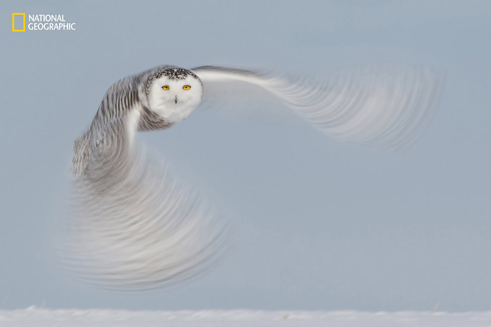 Дух тундры: полярная сова