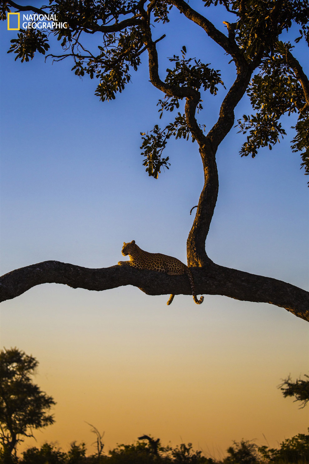 Леопард в Ботсване
