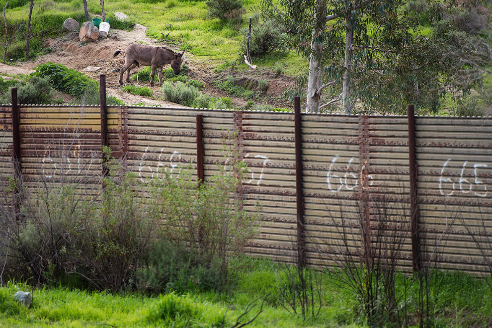 Стена на границе с Мексикой и мексиканский ослик