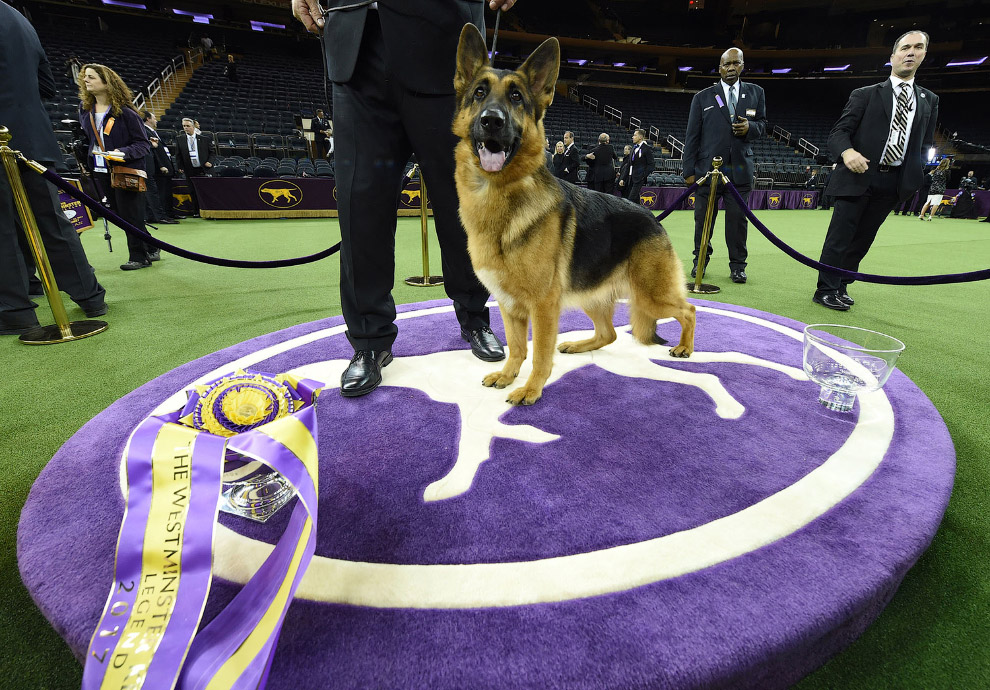 Westminster Kennel Club 2017