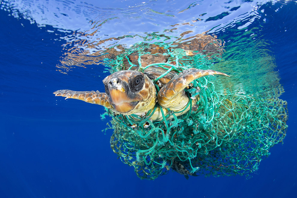 Морская черепаха запуталась в сетях у берегов Тенерифе, Канарские острова