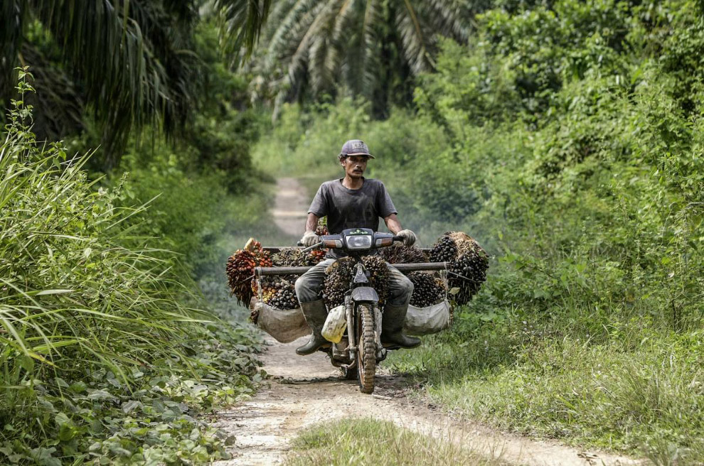 Работник пальмовой плантации в Индонезии везет урожай