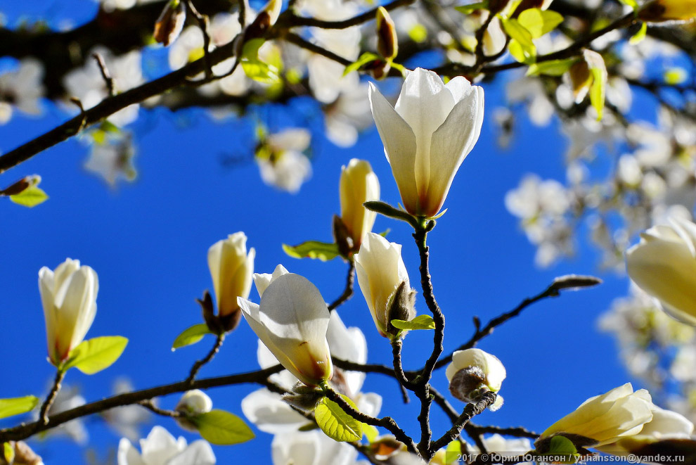 http://loveopium.ru/content/2017/04/magnolia/06s.jpg
