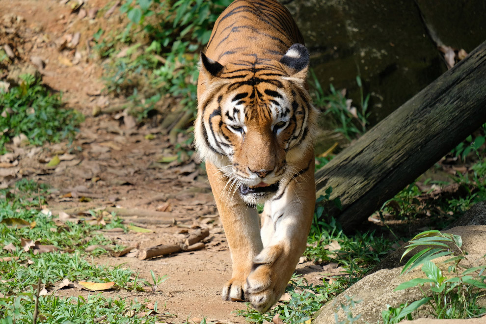   (Panthera tigris jacksoni)
