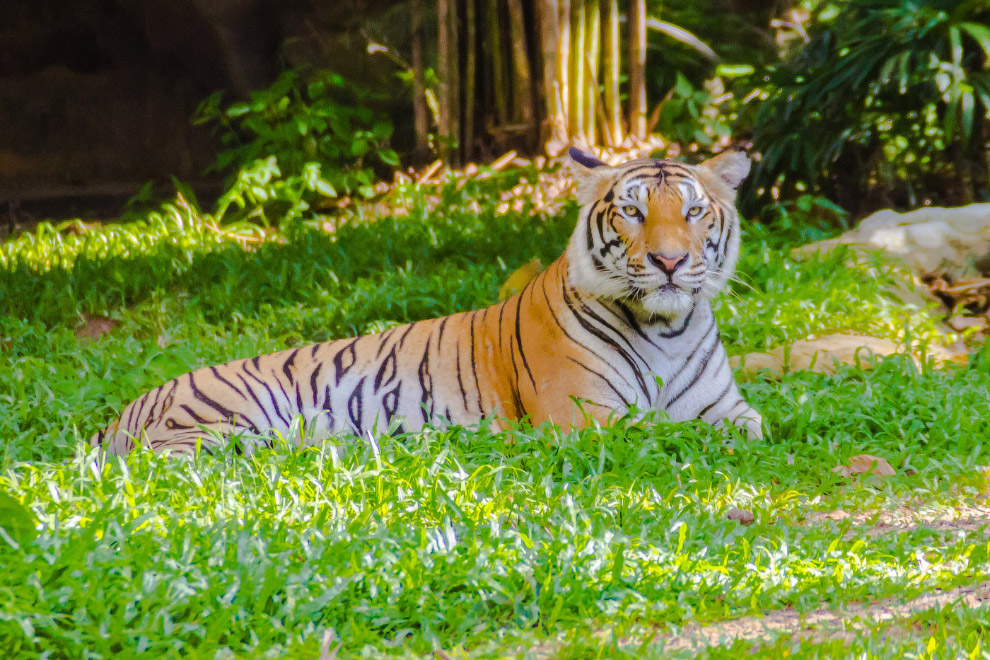   (Panthera tigris corbetti)