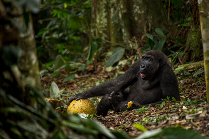 Западная низменная горилла в национальном парке Одзала в Республике Конго
