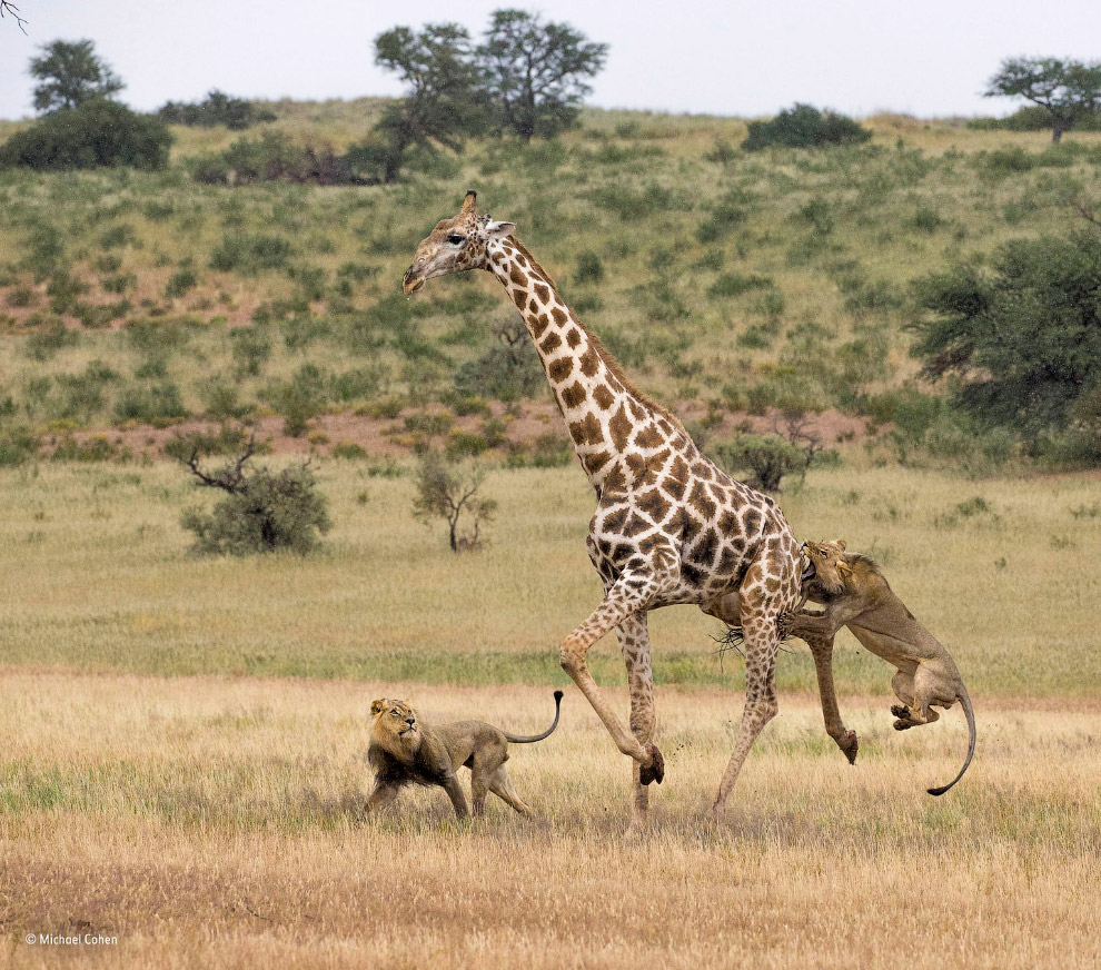 Охота двух молодых львов на жирафа в парке Кгалагади, Ботсвана