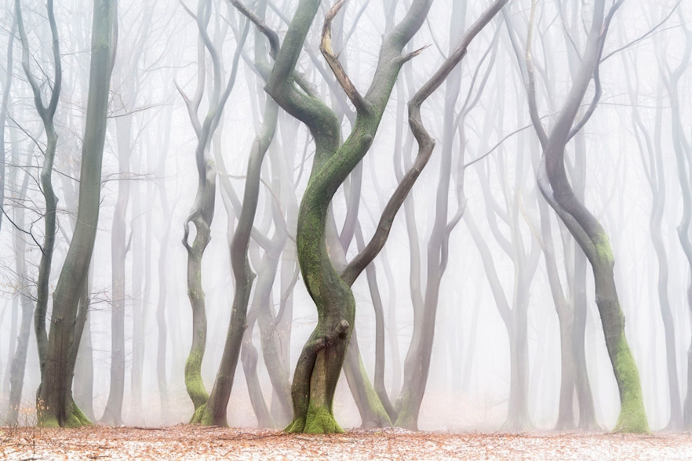 Это танцующие деревья в лесу Спилурда в Нидерландах