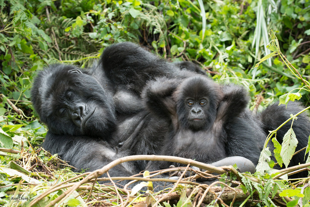 Семья горных горилл