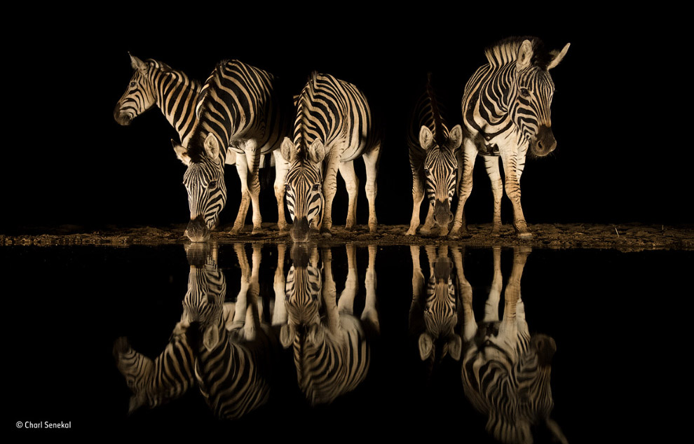 Стадо зебр в зимбабвийском заповеднике Южной Африки
