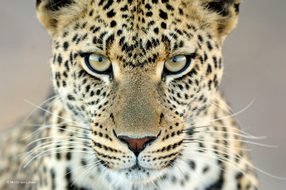 Самка леопарда