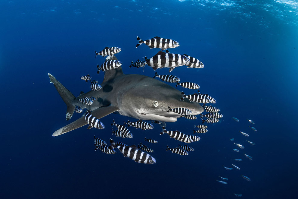 Великолепный хищник – рифовая акула