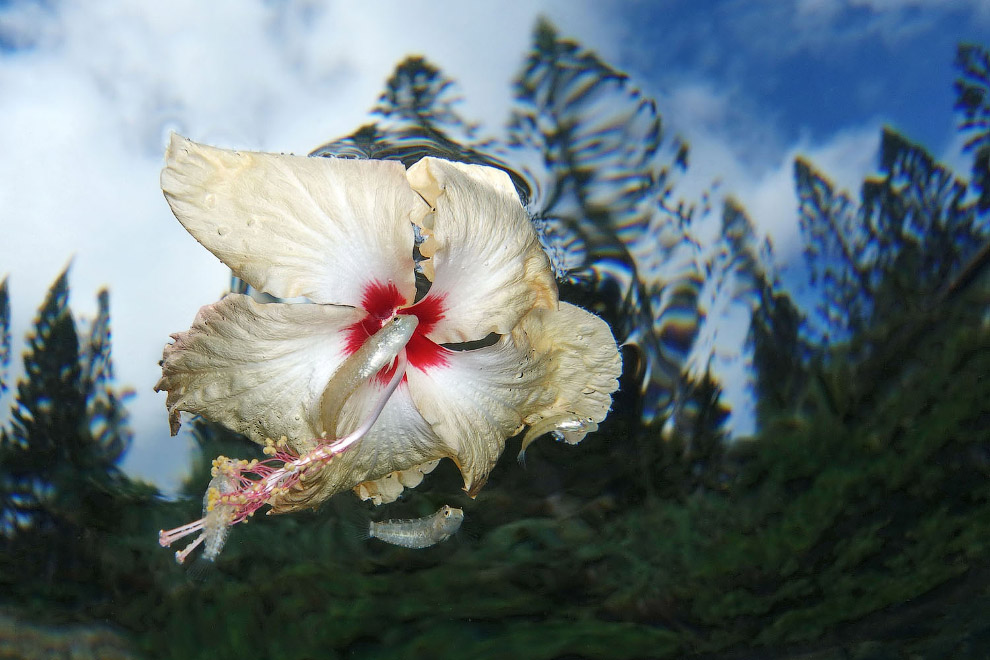 Цветок и рыбка, Новая Каледония