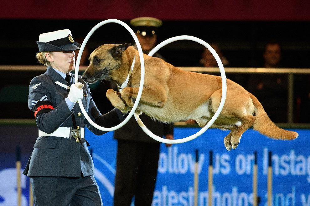 Полицейская собака демонстрирует свои навыки