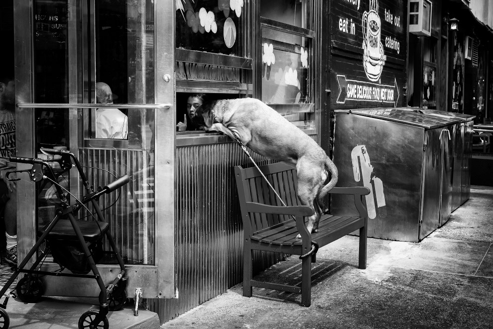 Собака у вікні кафе в Нижньому Манхеттені