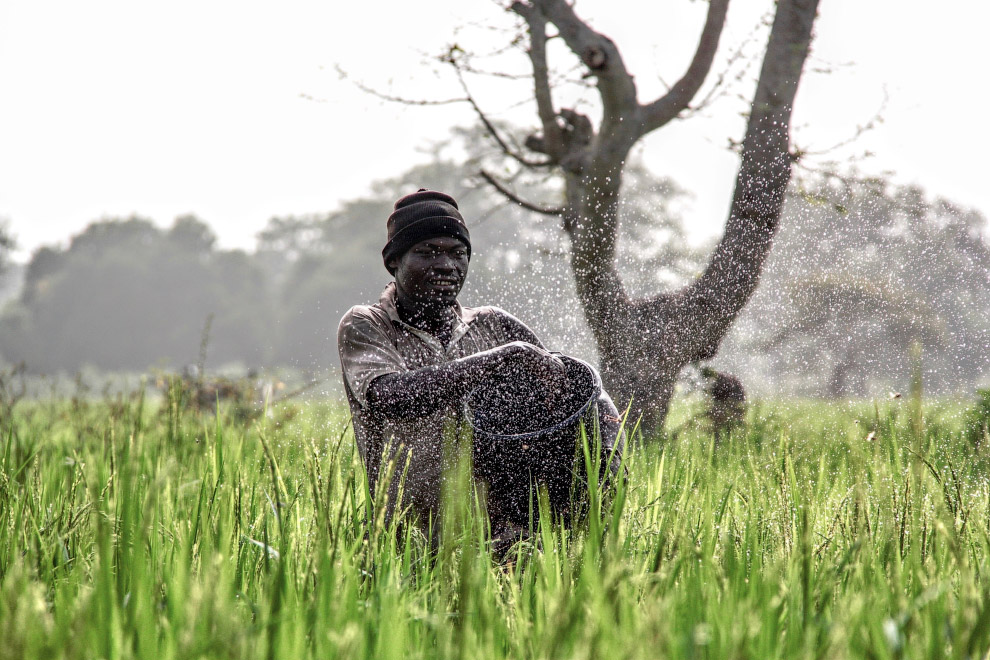 Фермер на рисовому полі в північній Гані