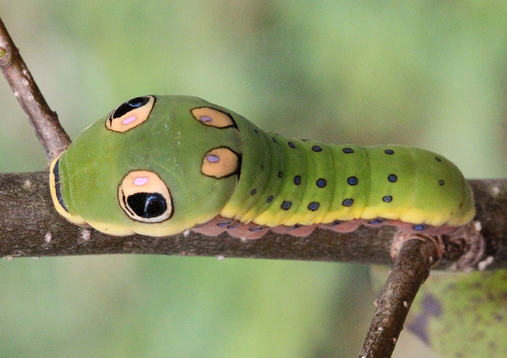 Papilio troilus