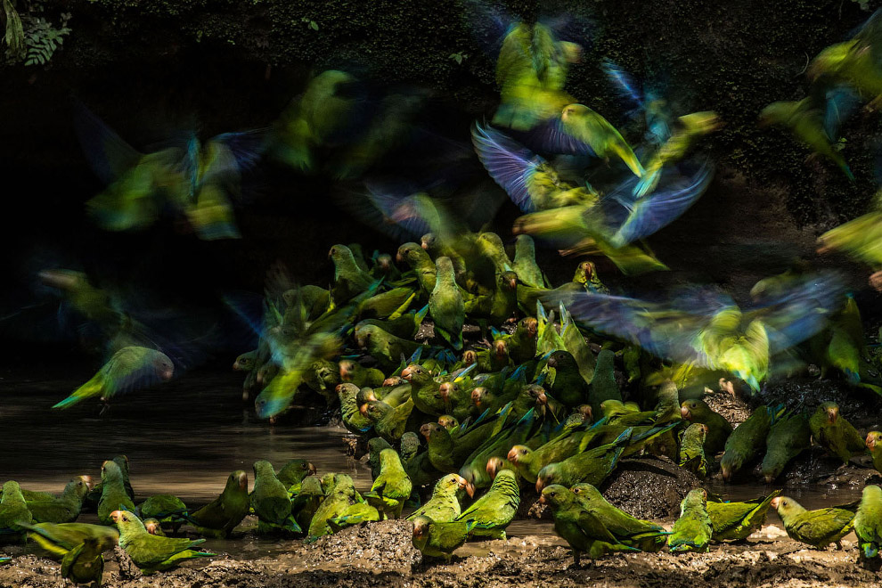 Зграя папуг в національному парку Ясуні, Еквадор