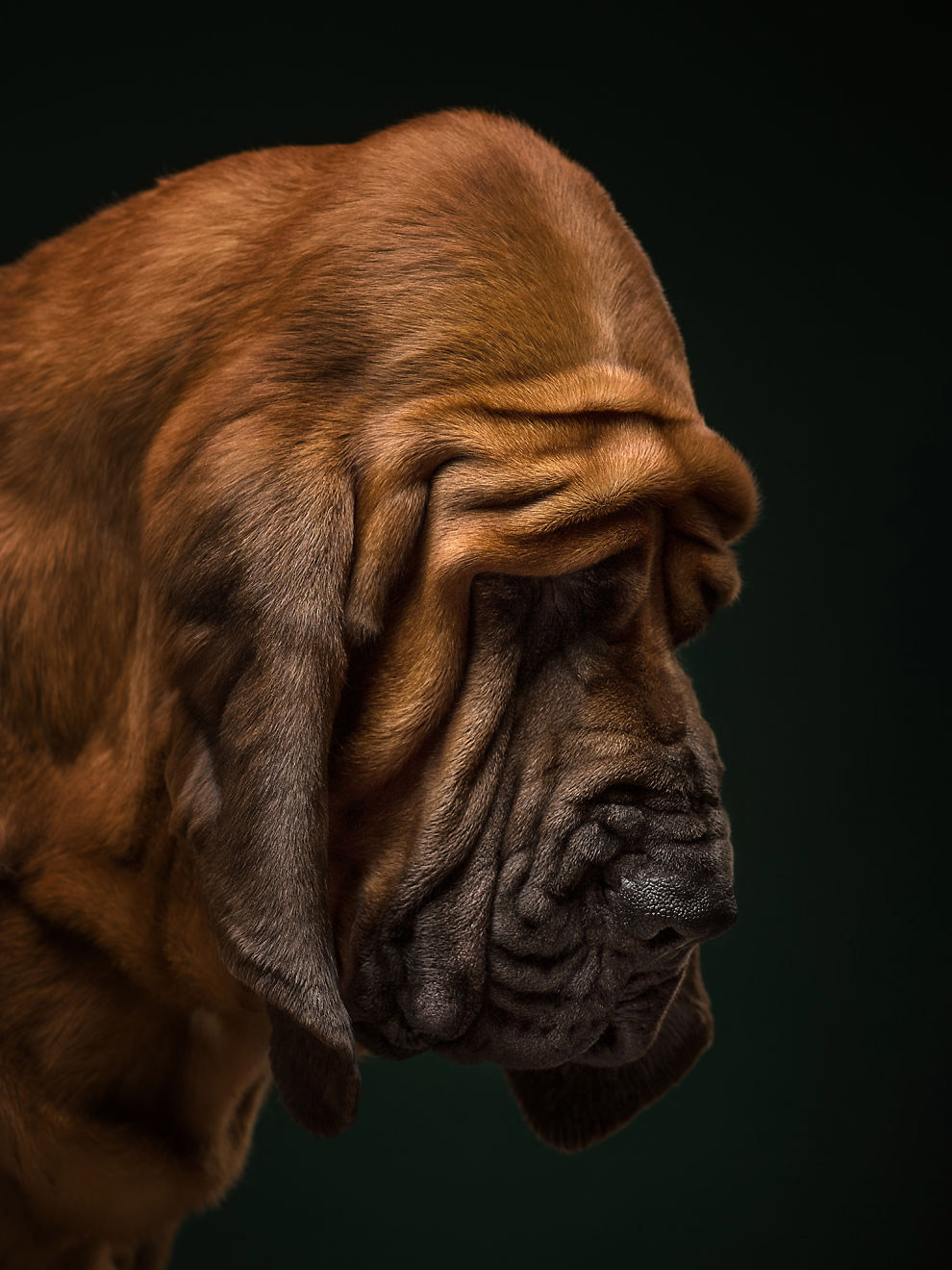 Бладха́унд — порода собак, выведенная в Бельгии