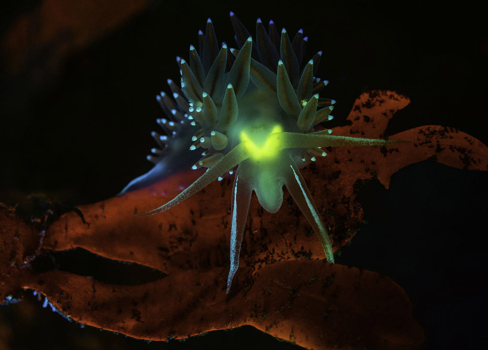 Flabellina pedata - вид черевоногих молюсків із загону голожаберних