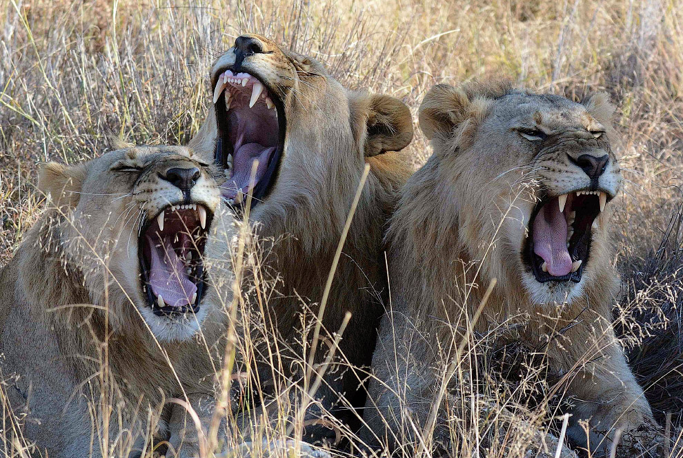 Львы отдыхают в заповеднике Мадикве, Южная Африка