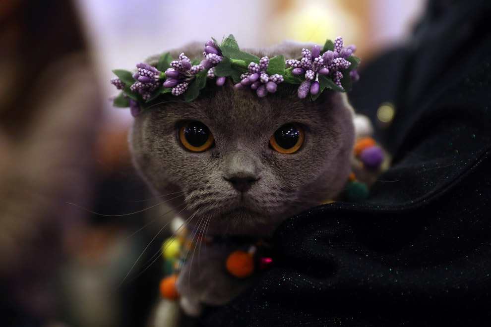 Участник выставки кошек в Анкаре
