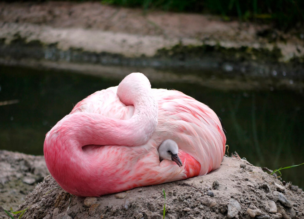 Дружная семья фламинго