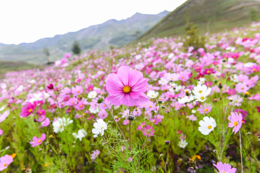 Цветущее поле в горном районе Даочэн