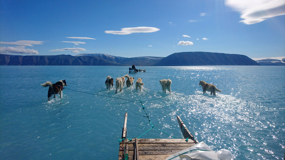 Ездовые собаки на северо-западе Гренландии