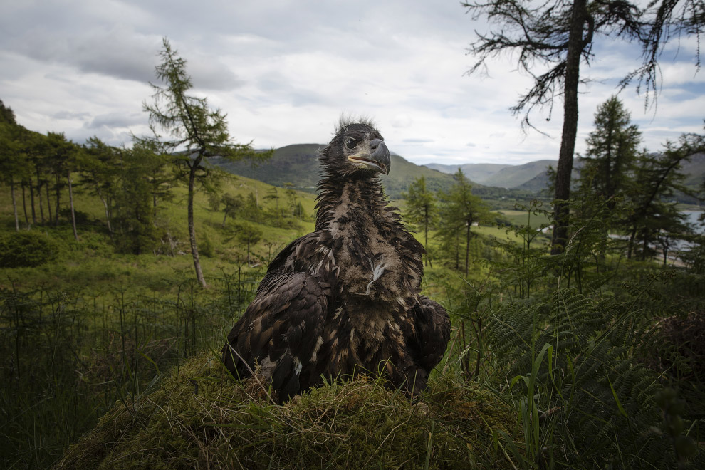 Юный орлан-белохвост в гнезде в Шотландии