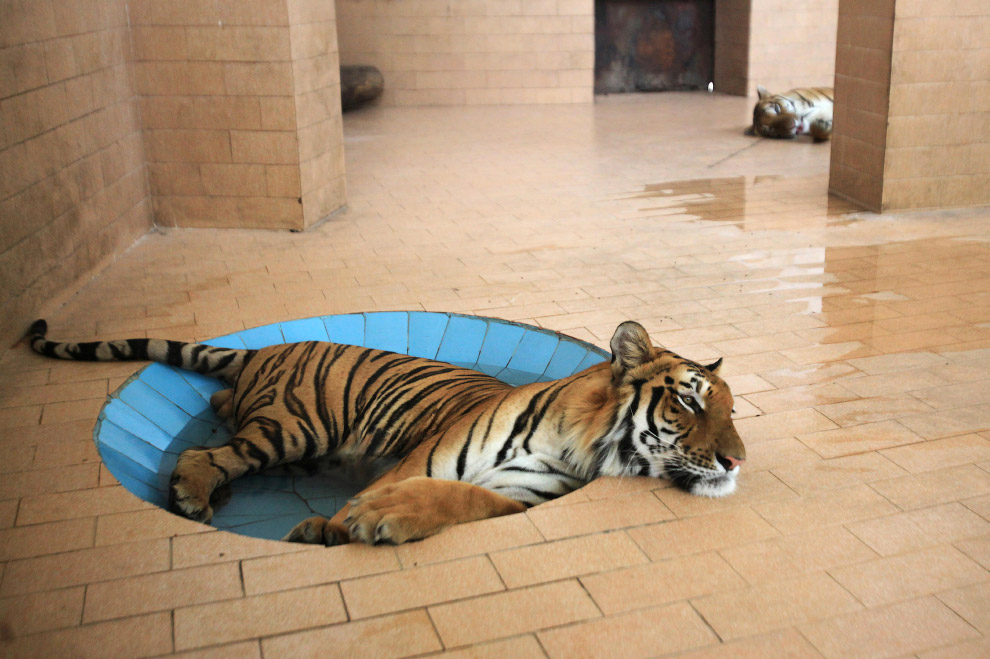 Тигр в зоопарке в Лахоре, Пакистан