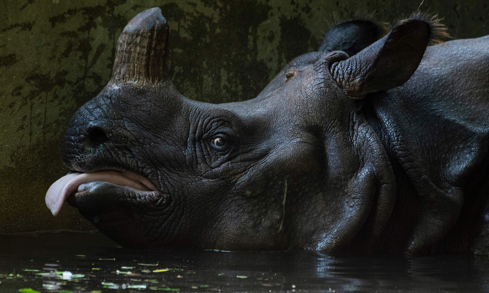 Язык на плечо у носорога в берлинском зоопарке
