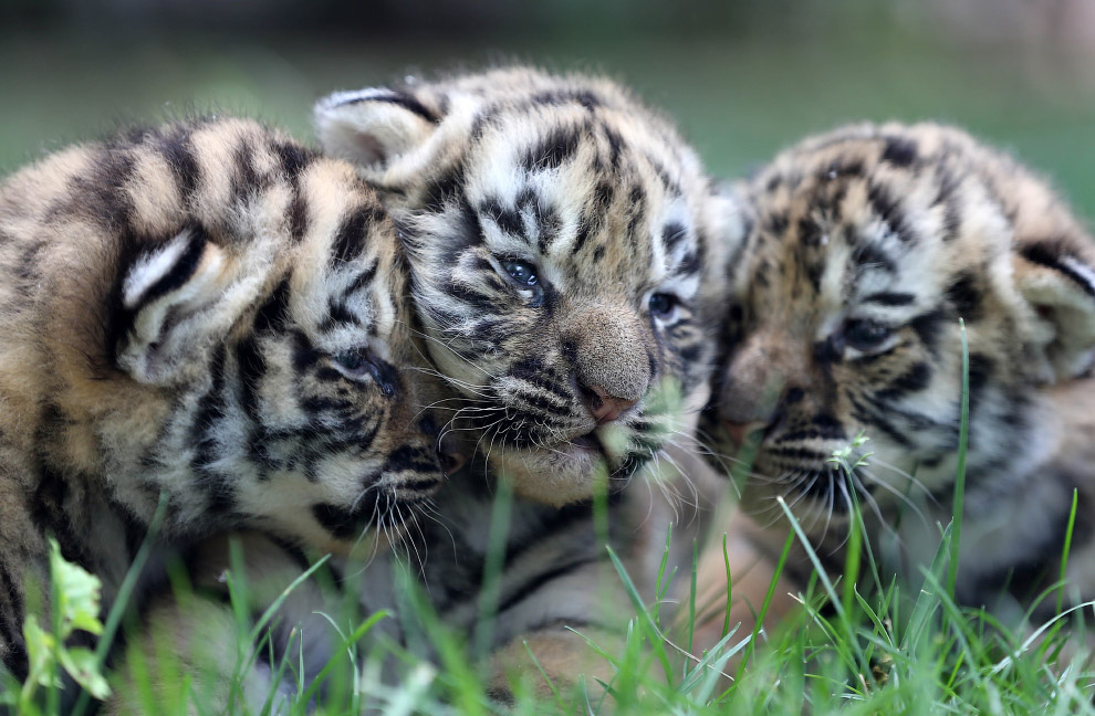 Тигрята в зоопарке в провинции Шаньдун, Китай