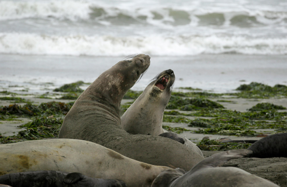 Elephant Seal Beach Takeover